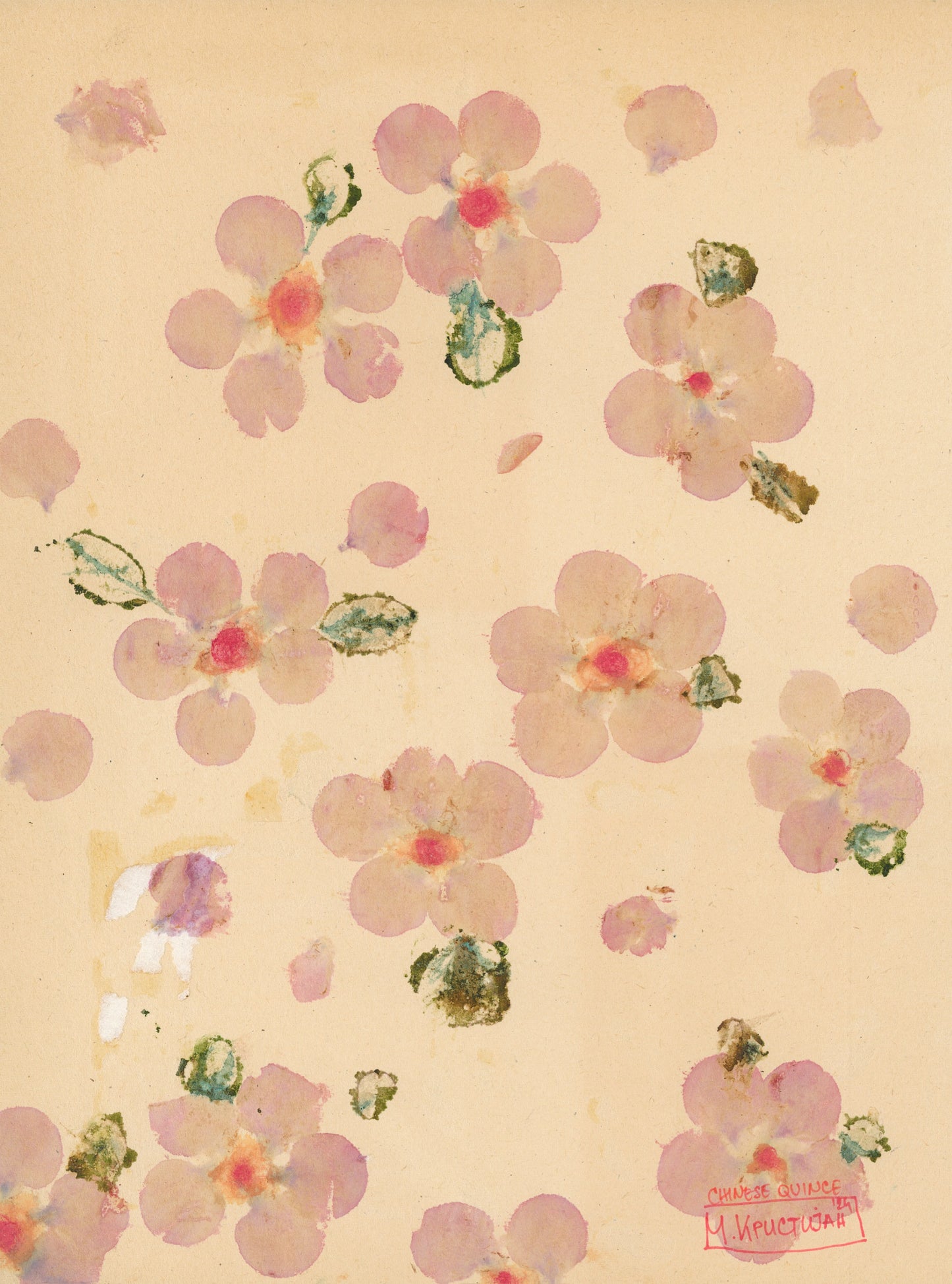 Chinese Quince Series | print
