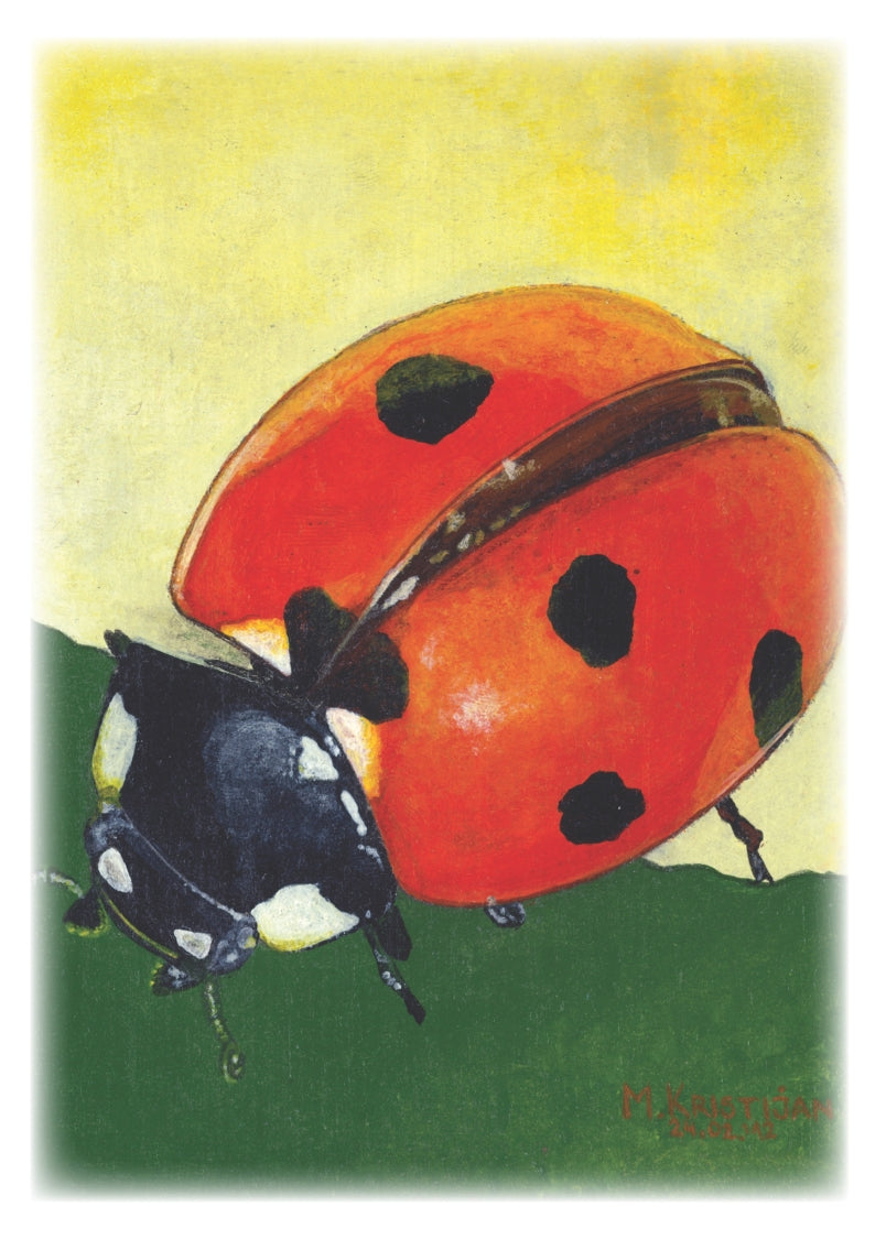 Miss Lady Bug | card