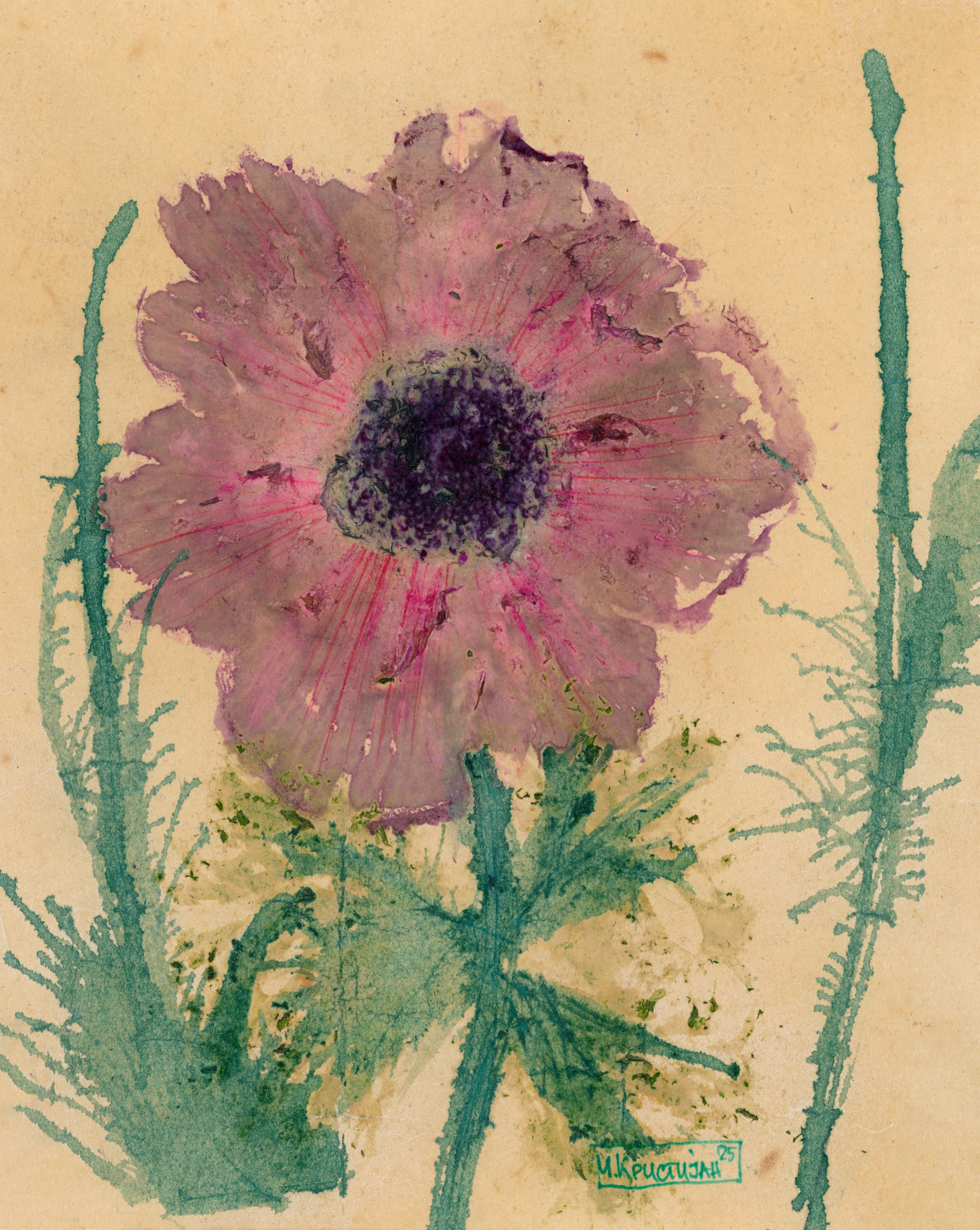 Pink Anemone