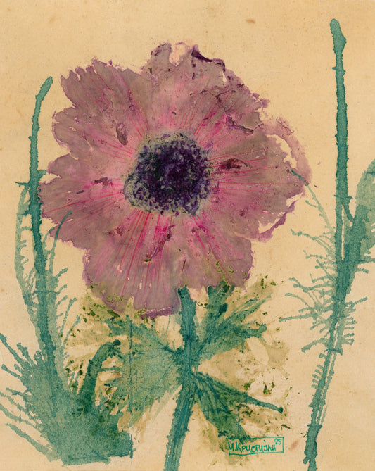 Pink Anemone